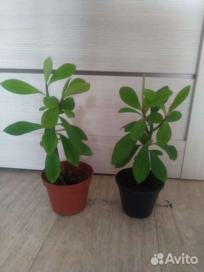 Синадениум Гранта (дерево любви)