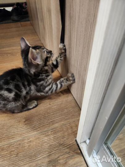 Котята бенгалы