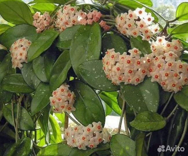 Хойя карноза