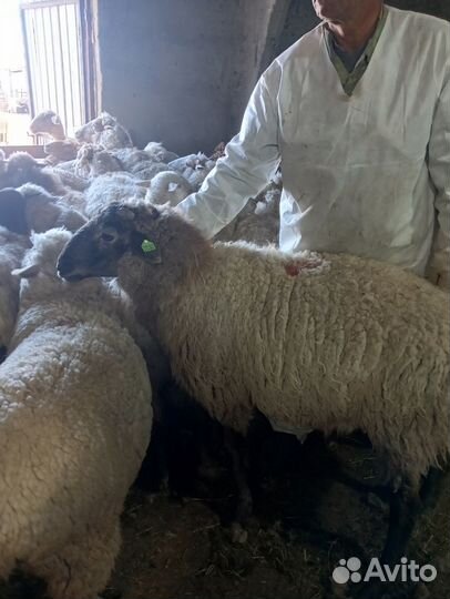 Пламенные бараны