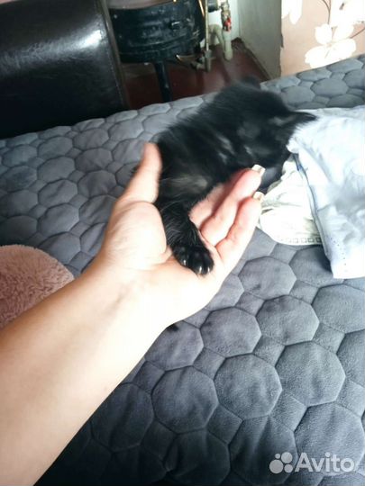 Кошки бесплатно