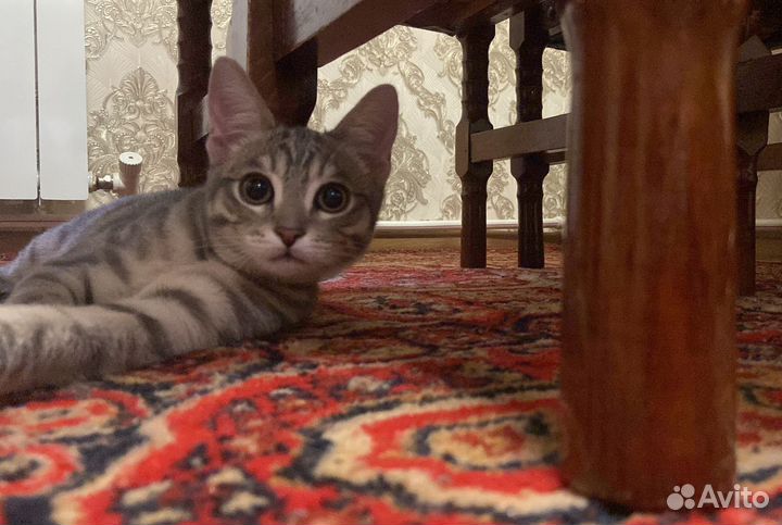 Случка кота