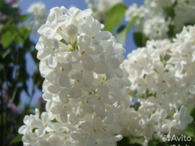 Белая сирень сорт Мадам лемуан