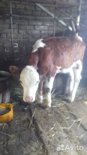 Продаю теленка
