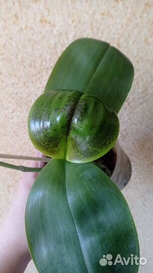 Орхидея Mituо King es