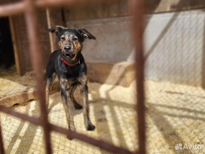 Собаку подростка сдали в приют