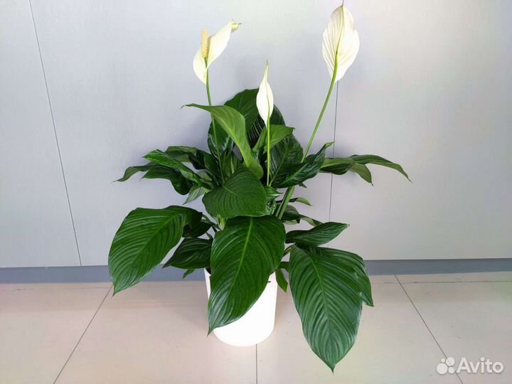 Спатифиллум Лаурета Комнатные растения