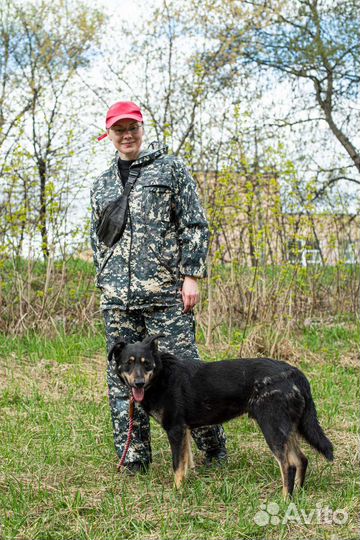 Заберите Каштана в семью (Собака из приюта)