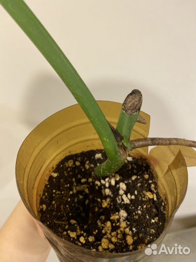 Монстера альба