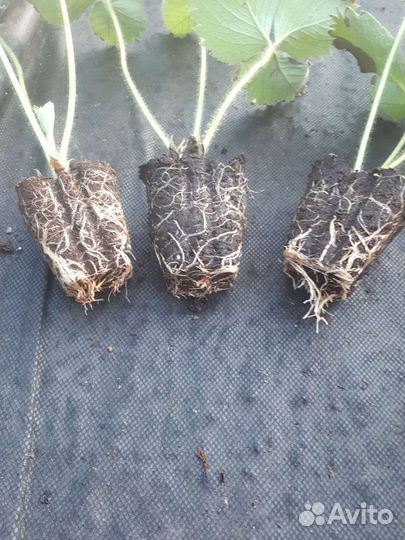 Рассада ремонтантной клубники