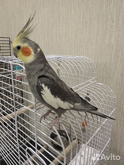 Попугай корелла с клеткой, ручной