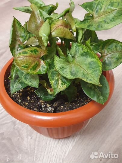 Сингониум кристмас