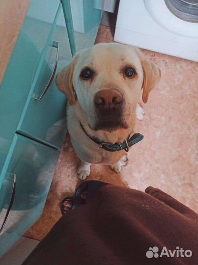 Кобель лабрадора вязка