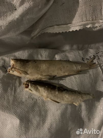 Рыба некондиция