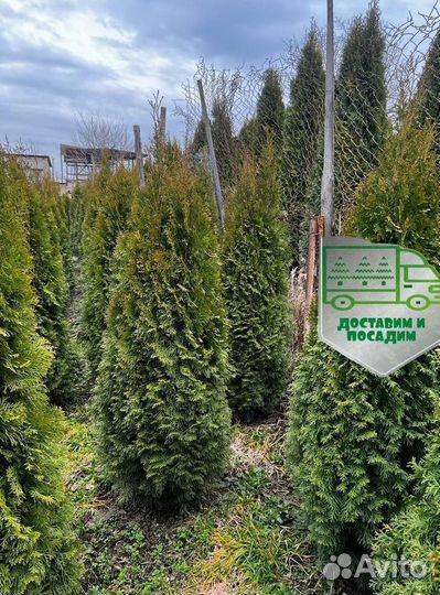 Туя Смарагд