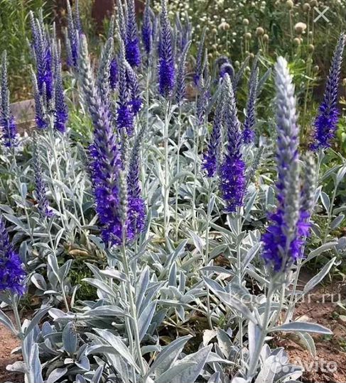 Вероника седая