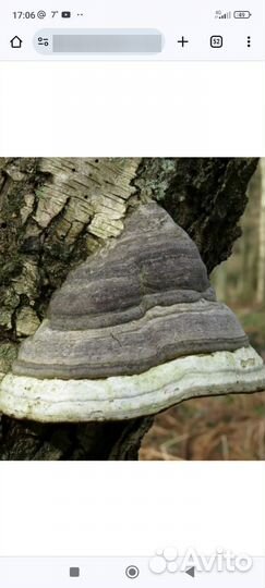 Гриб трутовик