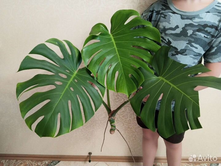 Комнатные цветы. Монстера. обновление 6.08