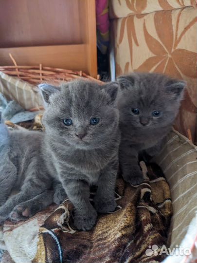 Британские котята