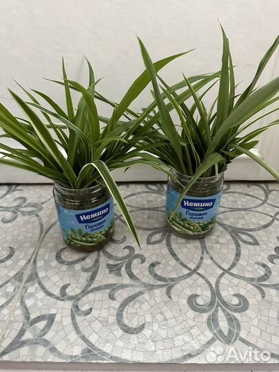 Хлорофитум детки бесплатно