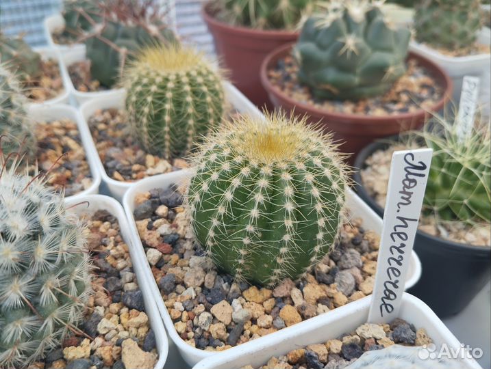 Кактусы коллекция