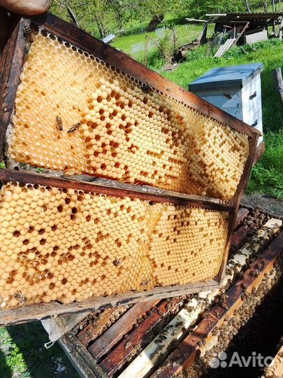 Трутневое молочко