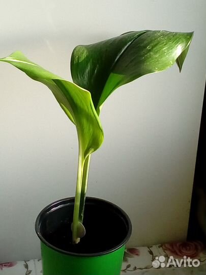 Эухарис амазонская лилия