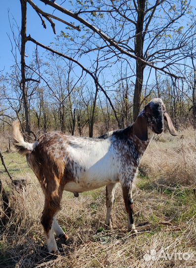 Козлики Битало-нубийские