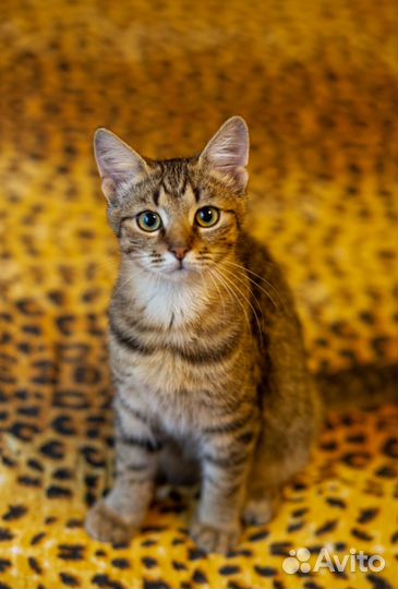 Котенок Камыш