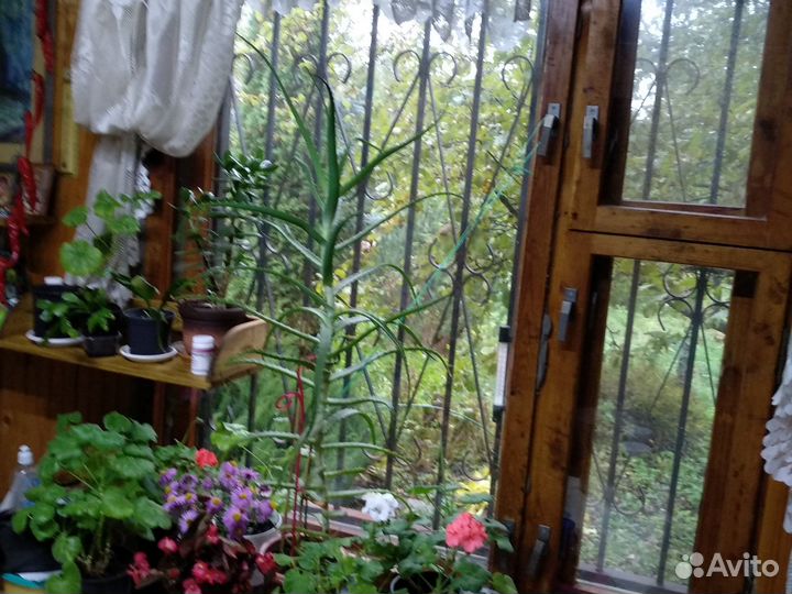 Домашние растения цветы