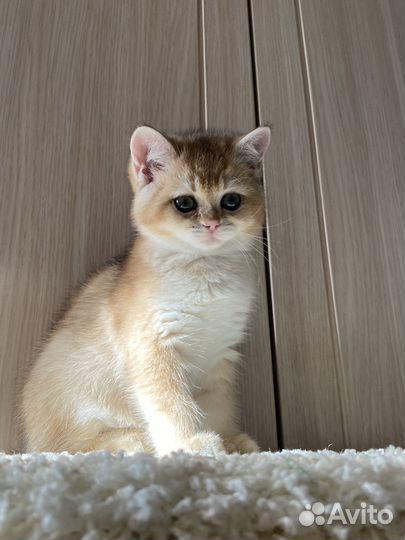 Котенок золотая шиншилла