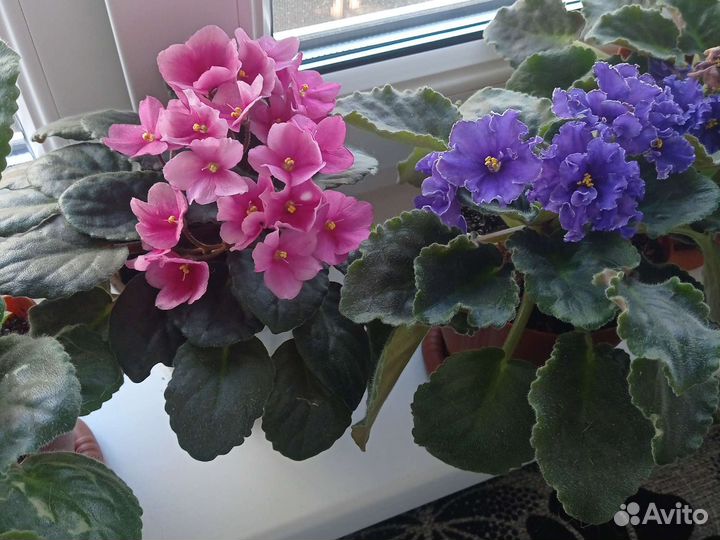 Продам фиалки