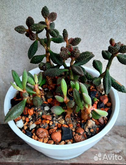 Суккулент. Адромискус Antidorcatum и Coffee Bean