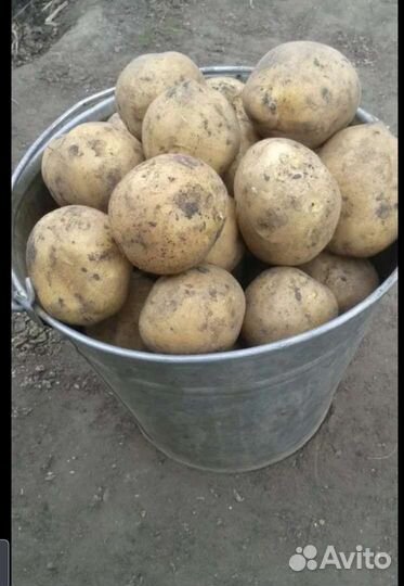 Продам картофель