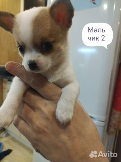 Щенки чихуахуа