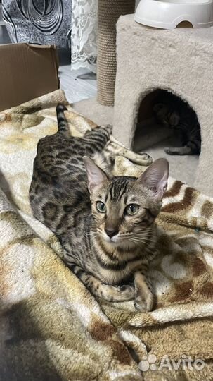 Котята шотландцы бенгалы