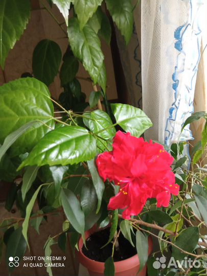 Комнатные растения