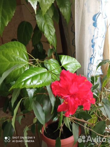 Комнатные растения