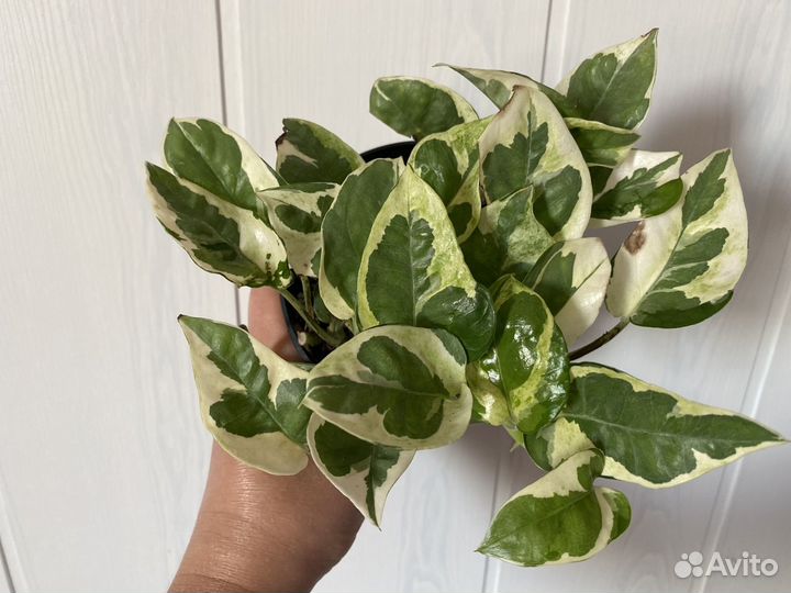 Эпипремнумы