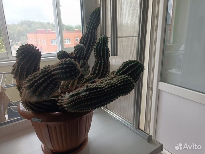 Кактус отростки бесплатно