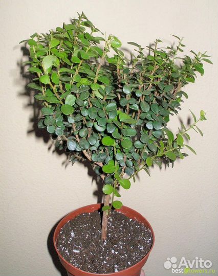 Укорененнный черенок мирта Лума