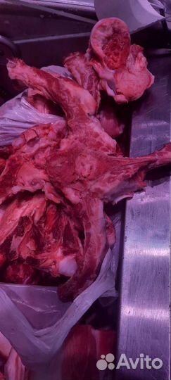 Мосолики для собак