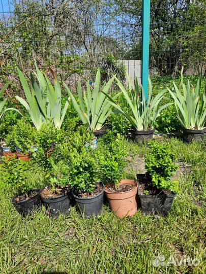 Саженцы самшита