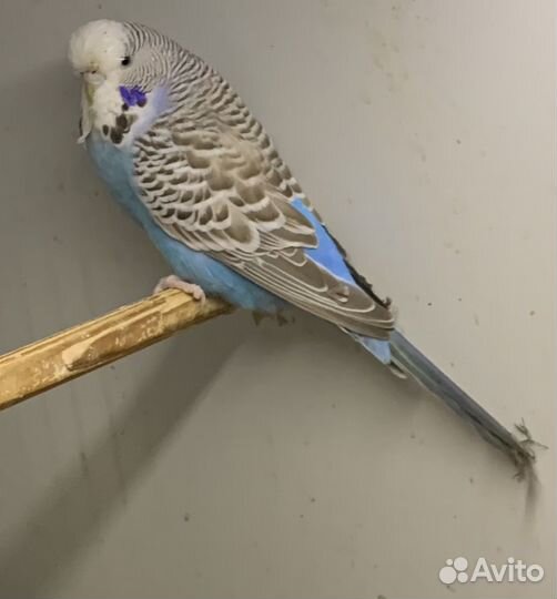 Чехи пара молодежь