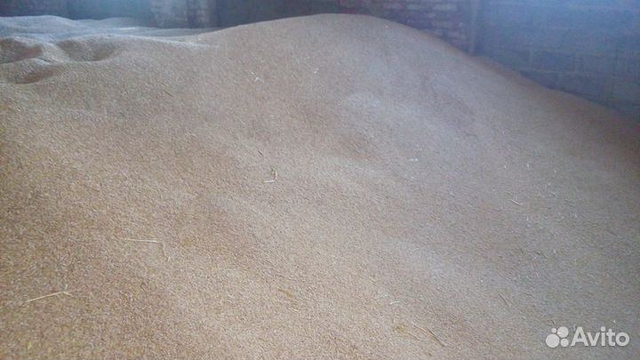 Озимая пшеница