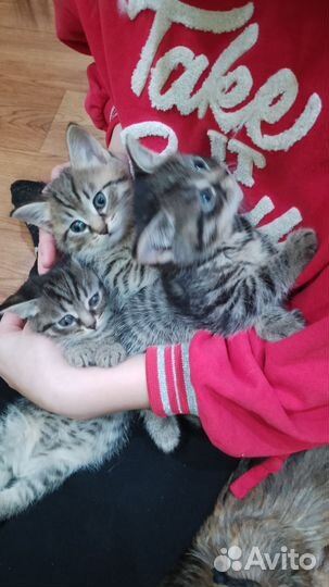 Шодланские котята