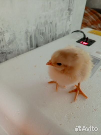 Цыплята кур несушек