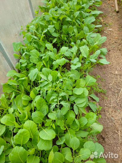 Рассада капусты