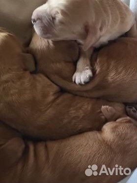 Щенки английского кокер спаниеля