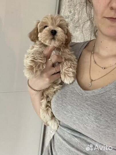 Мальтипу ф1 мальчик медвежонок капучино